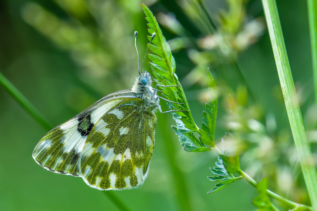 Pontia edusa - rezedalepke