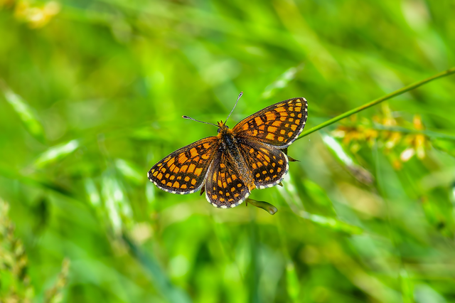 Melitaea