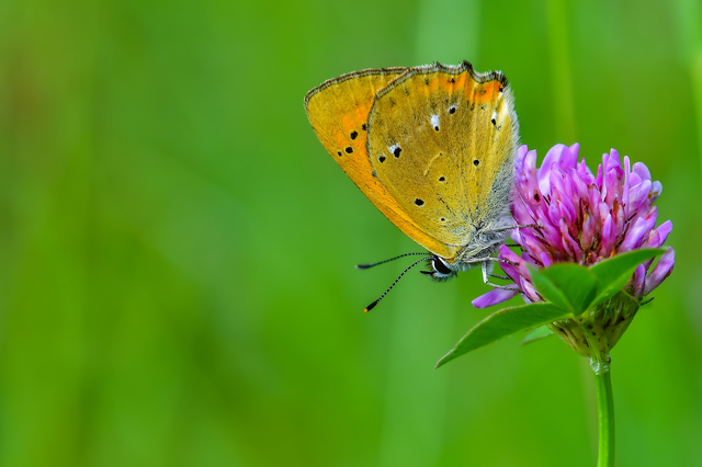 Lycaena virgaureae - arany-tűzlepke