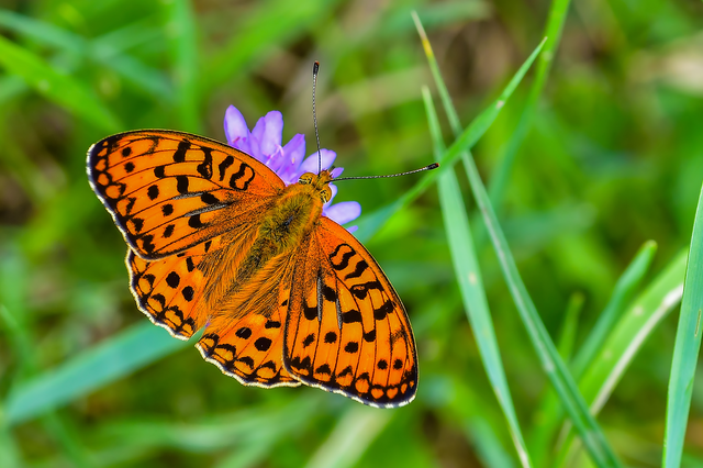 Argynnis adippe - ezüstös gyöngyházlepke