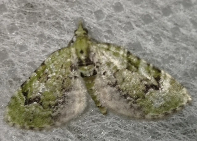 Chloroclystis v-ata - zöldes törpearaszoló