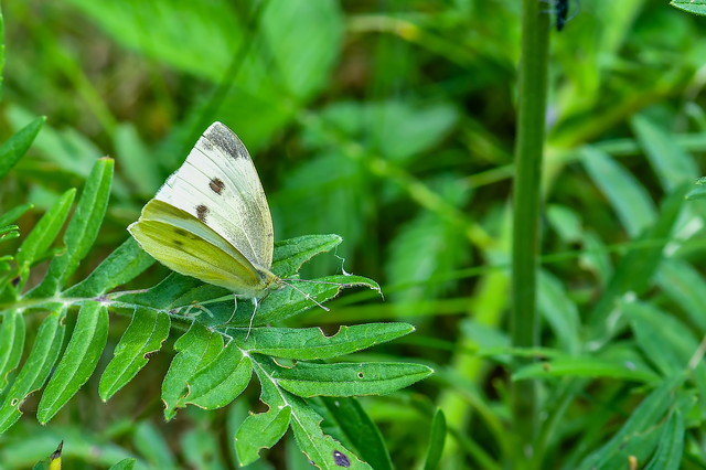 Pieris rapae - répalepke