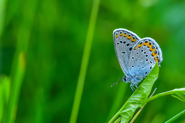 Plebejus argyrognomon - tintakék boglárka