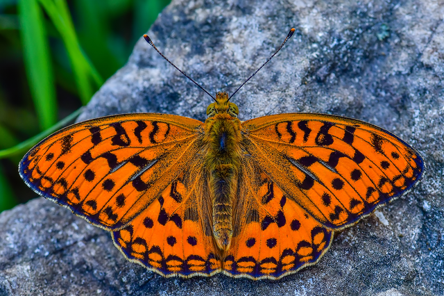 Argynnis adippe - ezüstös gyöngyházlepke