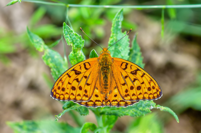 Argynnis adippe - ezüstös gyöngyházlepke