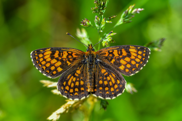 Melitaea