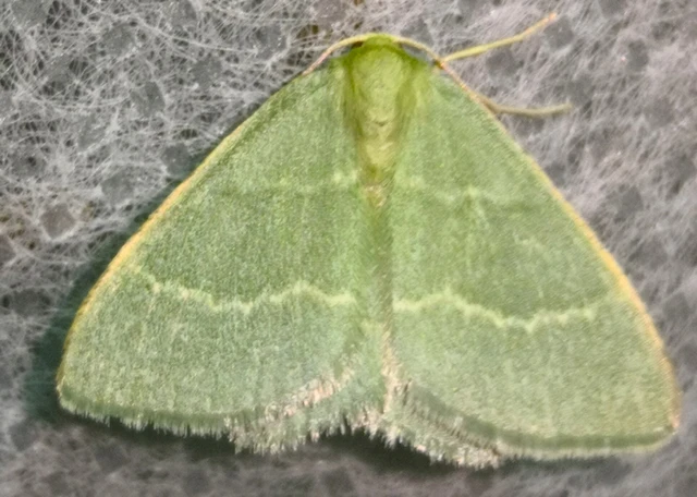 Chlorissa viridata - üdezöld araszoló