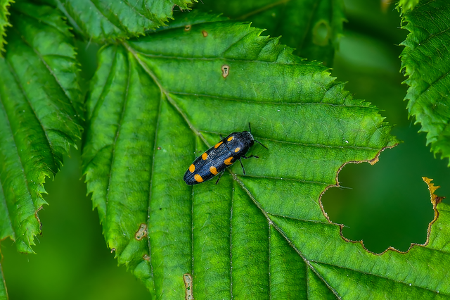 Ptosima undecimmaculata - sárgafoltos díszbogár