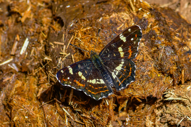 Araschnia levana - pókhálós lepke