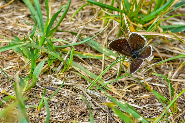 Aricia artaxerxes issekutzi - bükki szerecsenboglárka