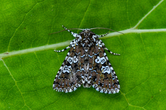 Lamprosticta culta - hármasfoltú bagoly