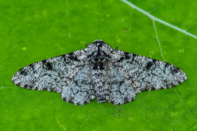 Biston betularia - szürkepettyes araszoló
