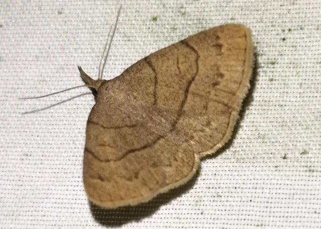 Paracolax tristalis - sárgás karcsúbagoly