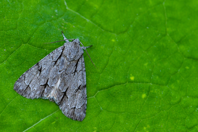 Acronicta cuspis/tridens/psi