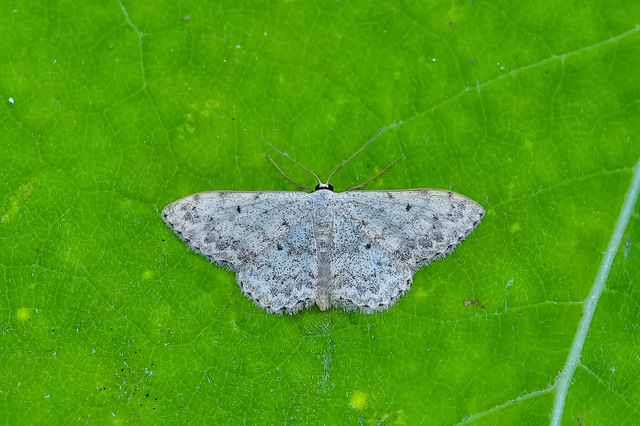 Scopula marginepunctata - pettyes sávosaraszoló