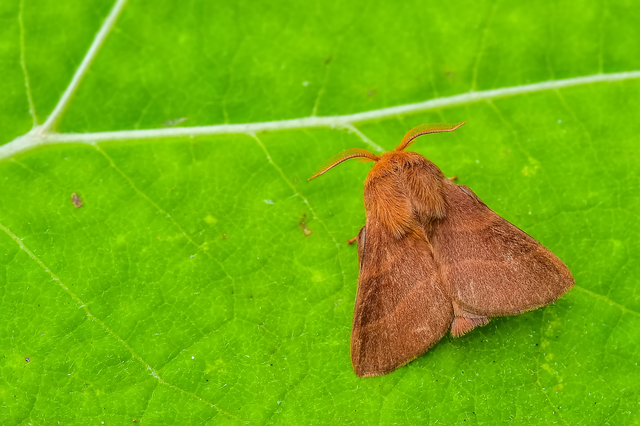 Malacosoma neustria - gyűrűsszövő