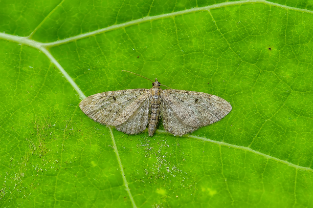 Eupithecia