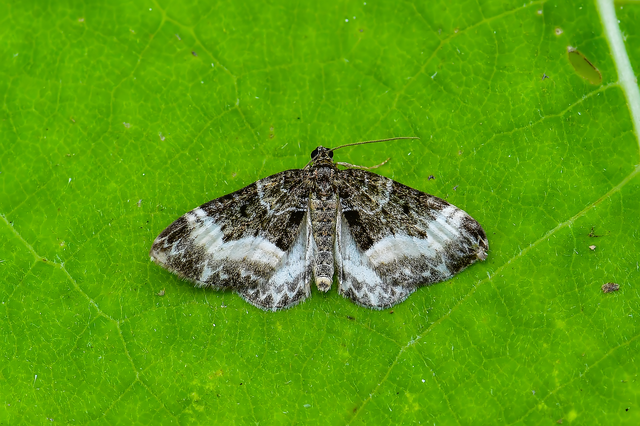 Euphyia unangulata - fogassávú tarkaaraszoló