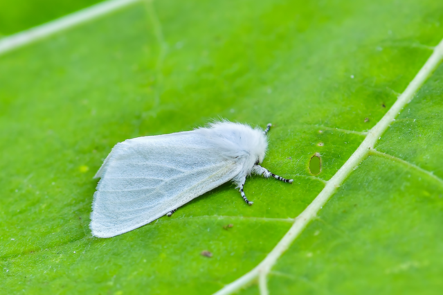 Leucoma salicis - fűzfaszövő