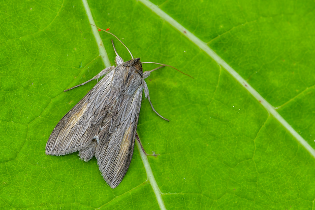 Cucullia umbratica - közönséges csuklyásbagoly