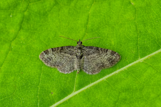 Pasiphila rectangulata - almavirág-araszoló