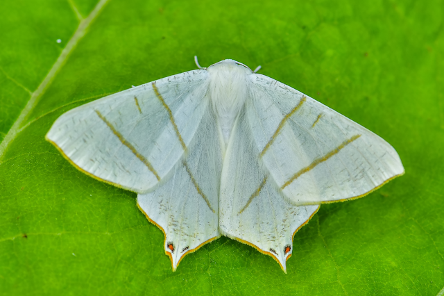 Ourapteryx sambucaria - fecskefarkú araszoló