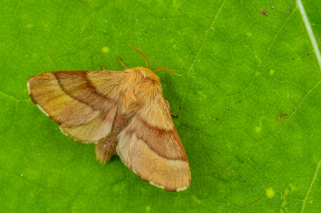 Malacosoma neustria - gyűrűsszövő