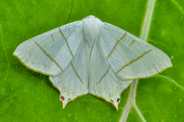 Ourapteryx sambucaria - fecskefarkú araszoló