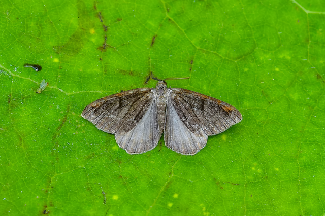 Macaria wauaria - ribiszkearaszoló