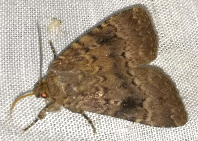 Amphipyra berbera/pyramidea
