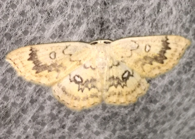 Cyclophora annularia - gyűrűs pettyesaraszoló