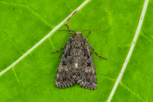 Dichagyris nigrescens - sötét földibagoly