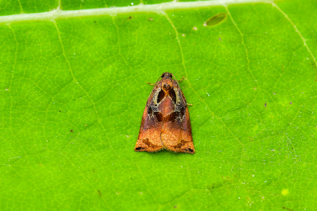 Microlepidoptera - Molylepkék