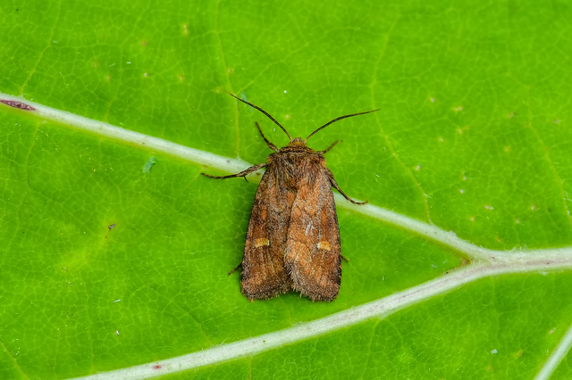 Eriopygodes imbecilla - butabagoly