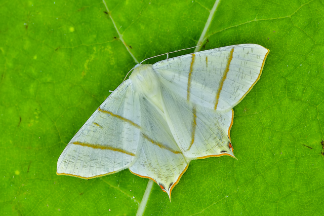 Ourapteryx sambucaria - fecskefarkú araszoló