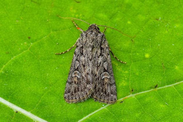 Dichagyris nigrescens - sötét földibagoly
