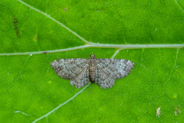 Pasiphila chloerata - hamvas törpearaszoló