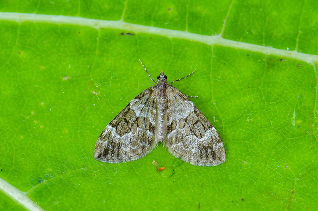 Thera variata/britannica