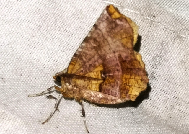 Selenia dentaria - kétfoltos holdasaraszoló