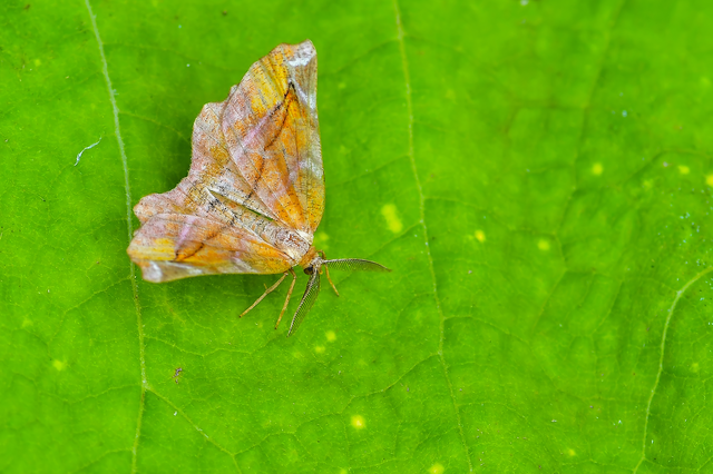 Apeira syringaria - orgona-araszoló