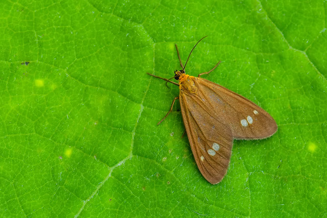 Dysauxes ancilla - üvegpettyes álcsüngőlepke