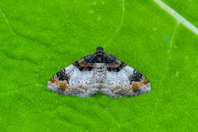 Catarhoe cuculata - csuklyás tarkaaraszoló