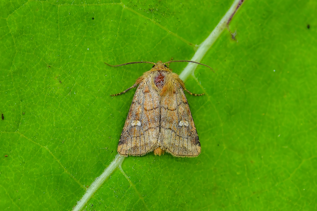 Eriopygodes imbecilla - butabagoly