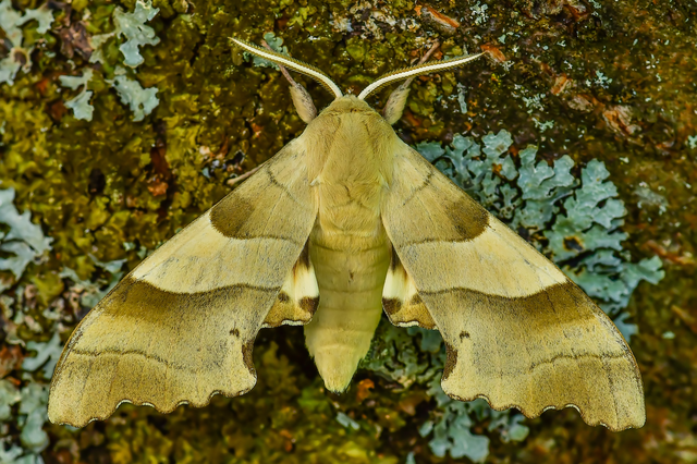 Marumba quercus - tölgyfaszender
