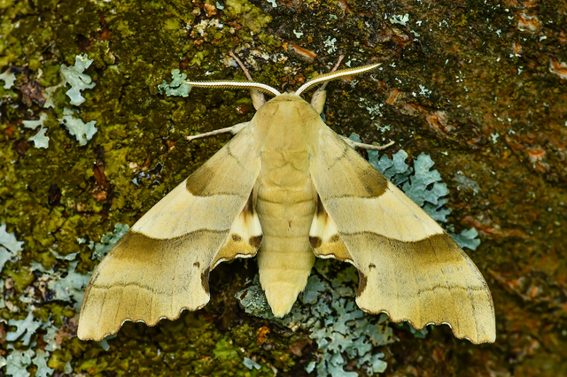 Marumba quercus - tölgyfaszender