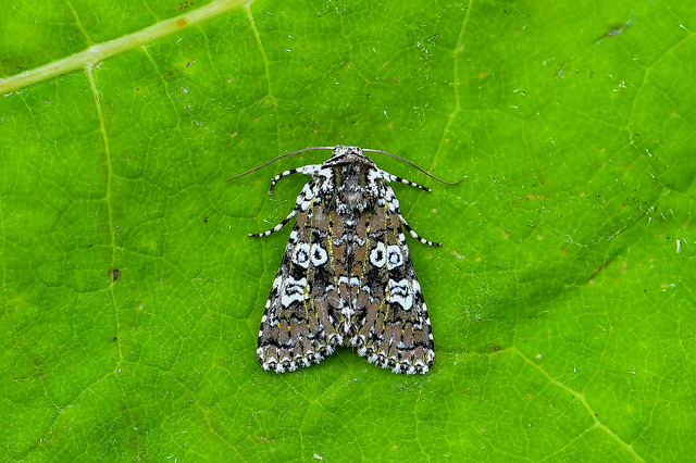 Lamprosticta culta - hármasfoltú bagoly