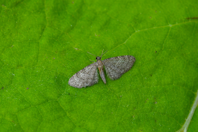 Eupithecia haworthiata - rozsdástestű törpearaszoló