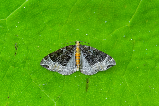 Ecliptopera capitata - nebáncsvirág-tarkaaraszoló