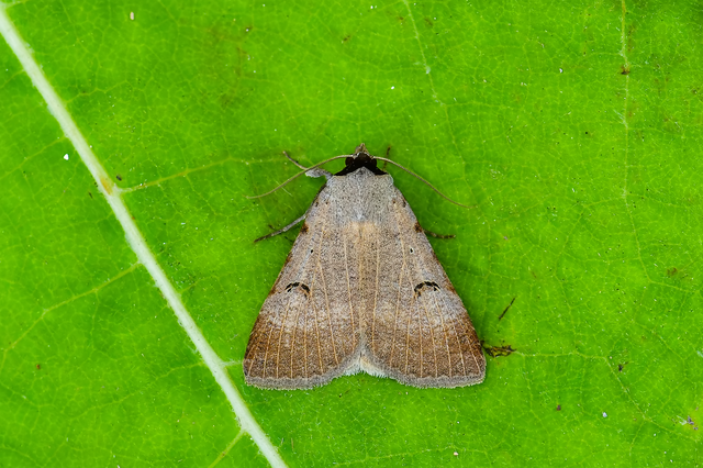 Lygephila craccae - gyakori csüdfűbagoly