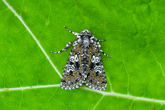 Lamprosticta culta - hármasfoltú bagoly